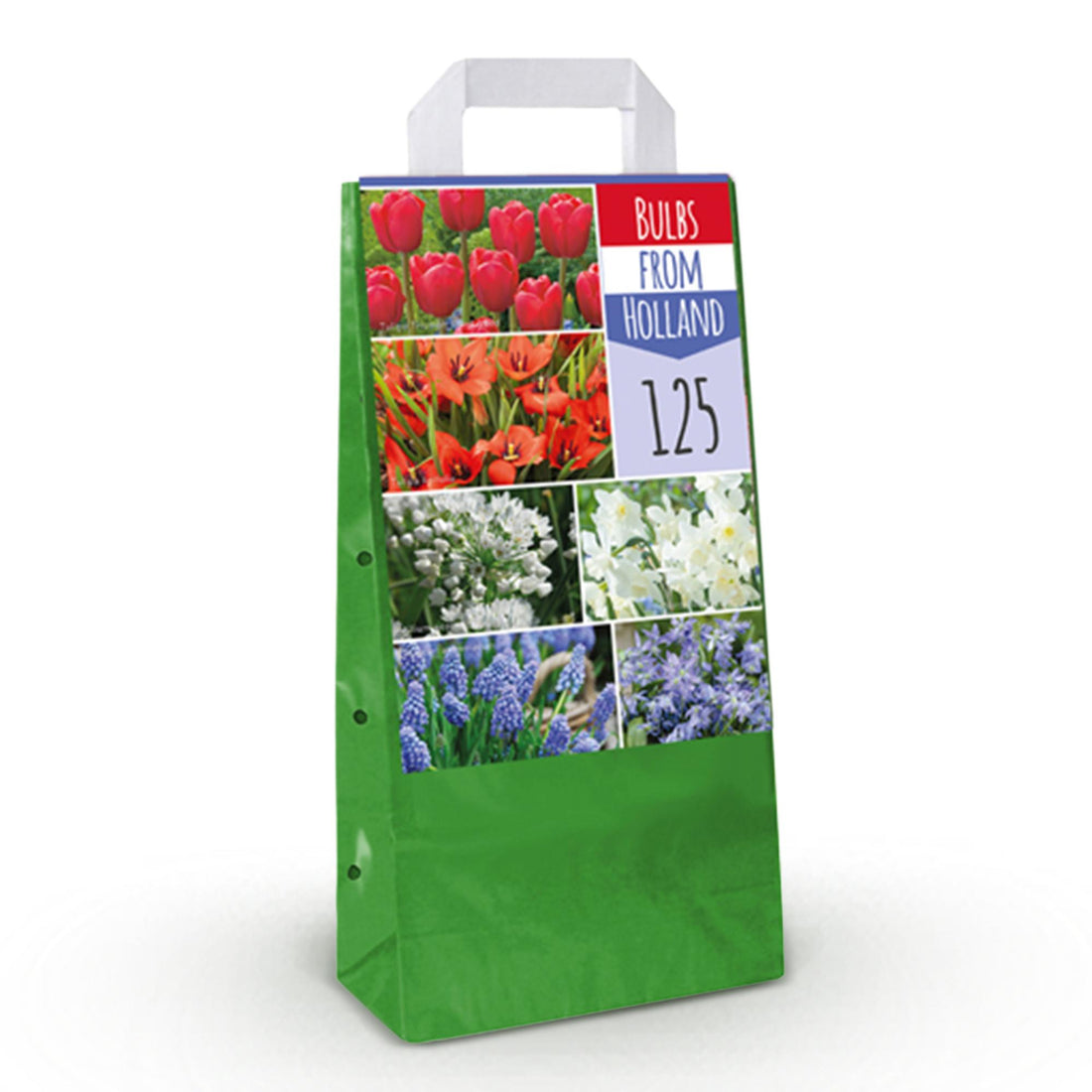 Blumenzwiebeln Bulbs From Holland | 125 Stück Farbenmix – Geschenkverpackung