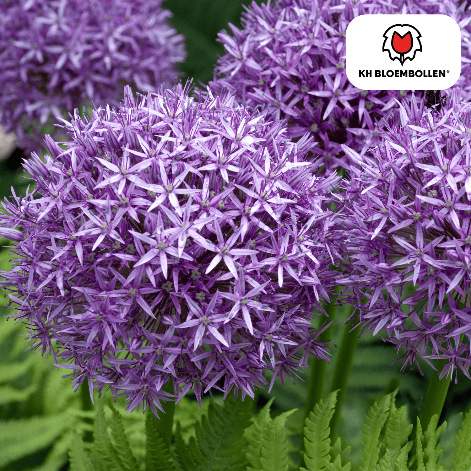 Allium Globemaster – 5 Stück | Riesiger Zierlauch in Violett