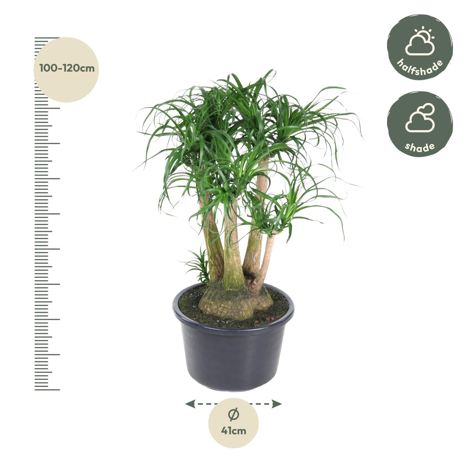 Beaucarnea Elefantenfuß verzweigt 110 cm | Premium-Zimmerpflanze im Ø41 cm Topf – Pflegeleicht &amp; Exotisch