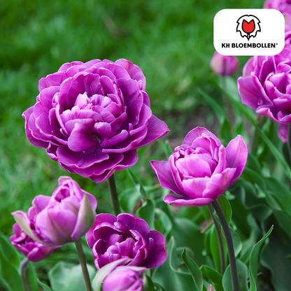 Double Flag Tulpen – 20 Zwiebeln | Gefüllte violette Blüten