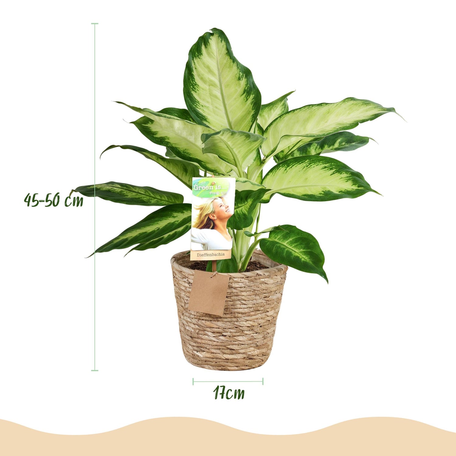 Diefenbachia Camilla - Dieffenbachia mit Korb - Höhe 45-50cm