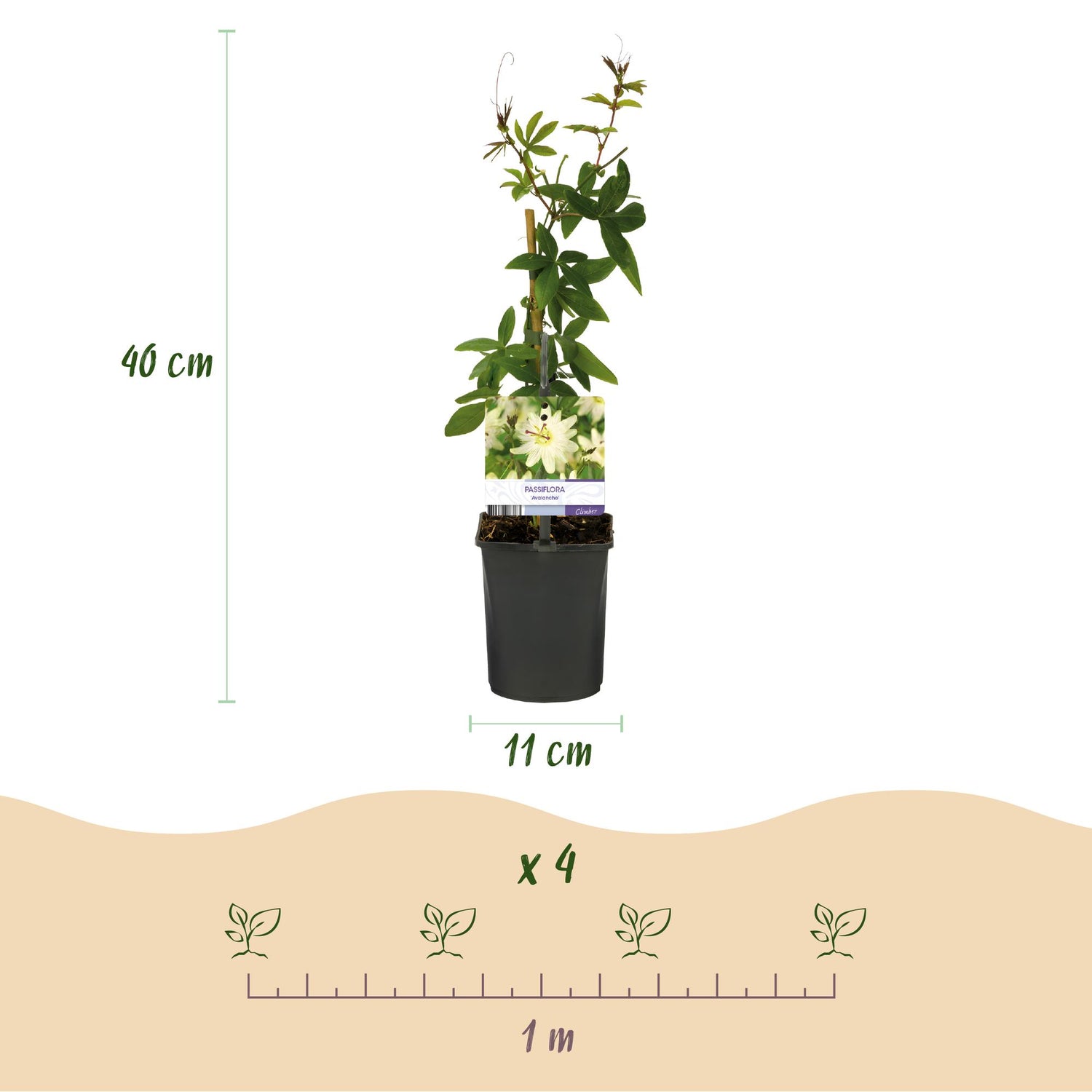 Passionsblume Passiflora Avalanche | Weiße Blüten – 2 Pflanzen 40 cm Ø11 cm Topf