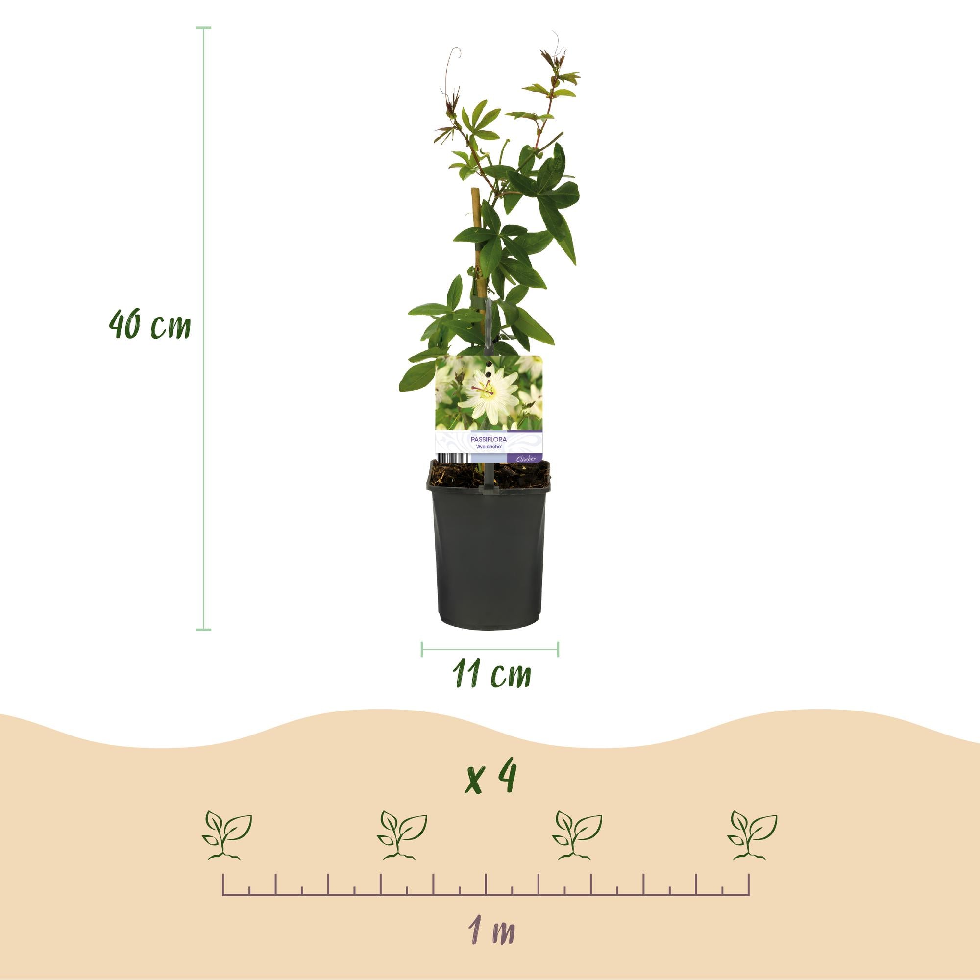 Passionsblume Passiflora Avalanche | Weiße Blüten – 2 Pflanzen 40 cm Ø11 cm Topf