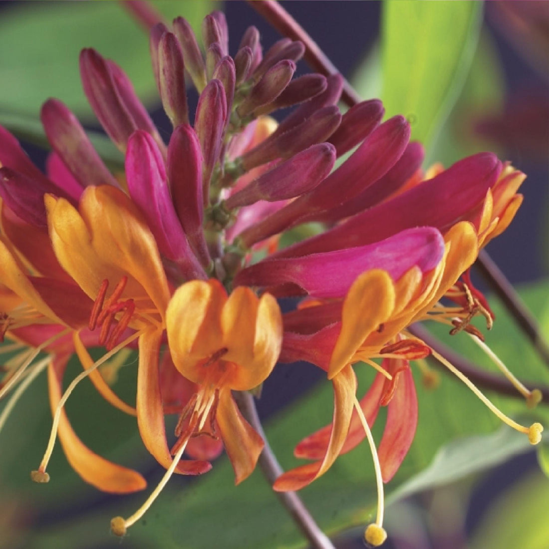 Geißblatt - Lonicera heckrottii Goldflame - Blüten Rosa mit Gelb - wenig Pflege - 2 Pflanzen - Topf 11cm Höhe 40cm