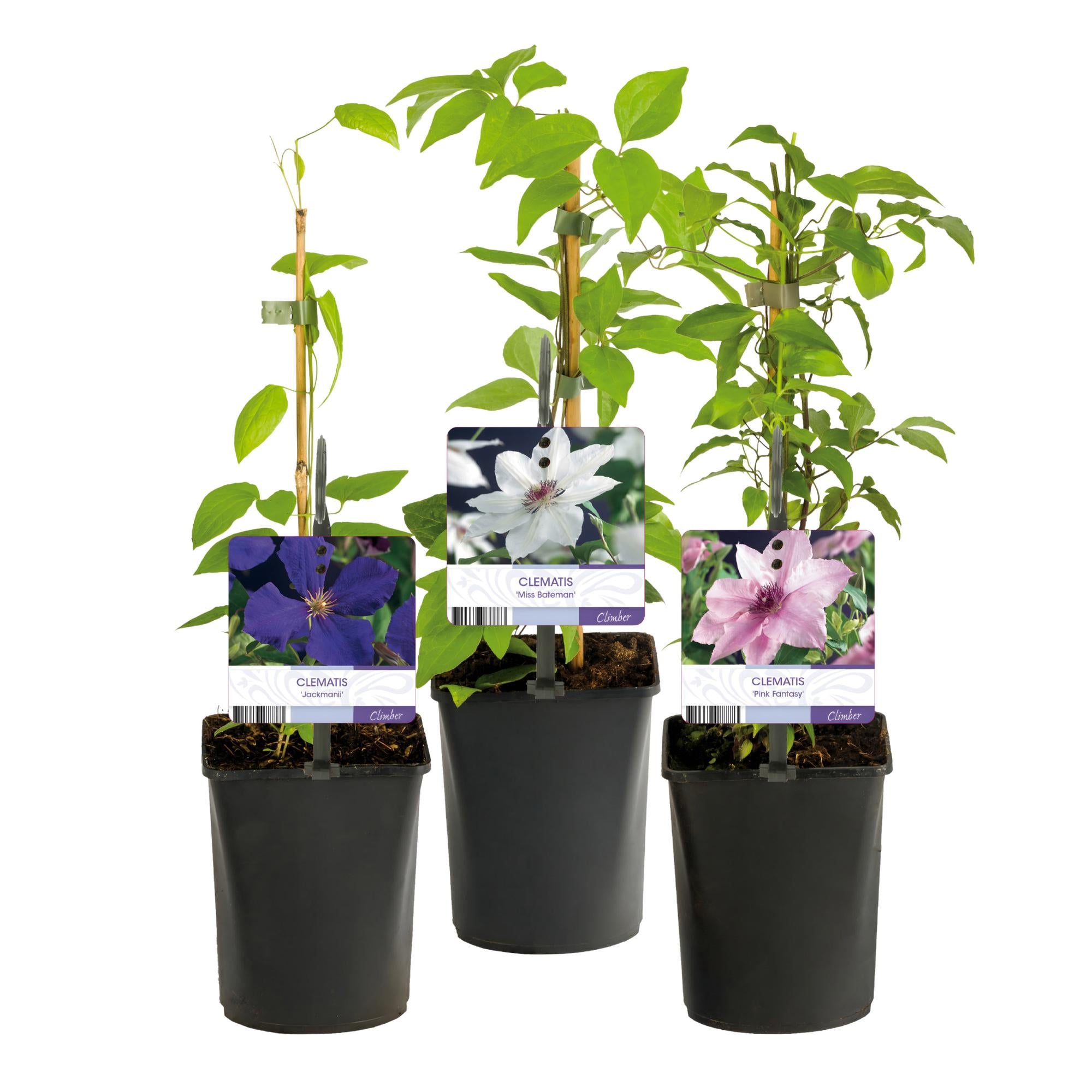 Kletterpflanze - Clematis Tricolour - Blüte Rosa Weiß Lila - Wenig Pflege - 3 Pflanzen - Topf 11cm Höhe 40cm GreenboutiQ - Kletterpflanze - Clematis Rainbow - Blüte Rosa Weiß Lila Rot - Wenig Pflege - 4 Pflanzen - Topf 11cm Höhe 40cm&quot;