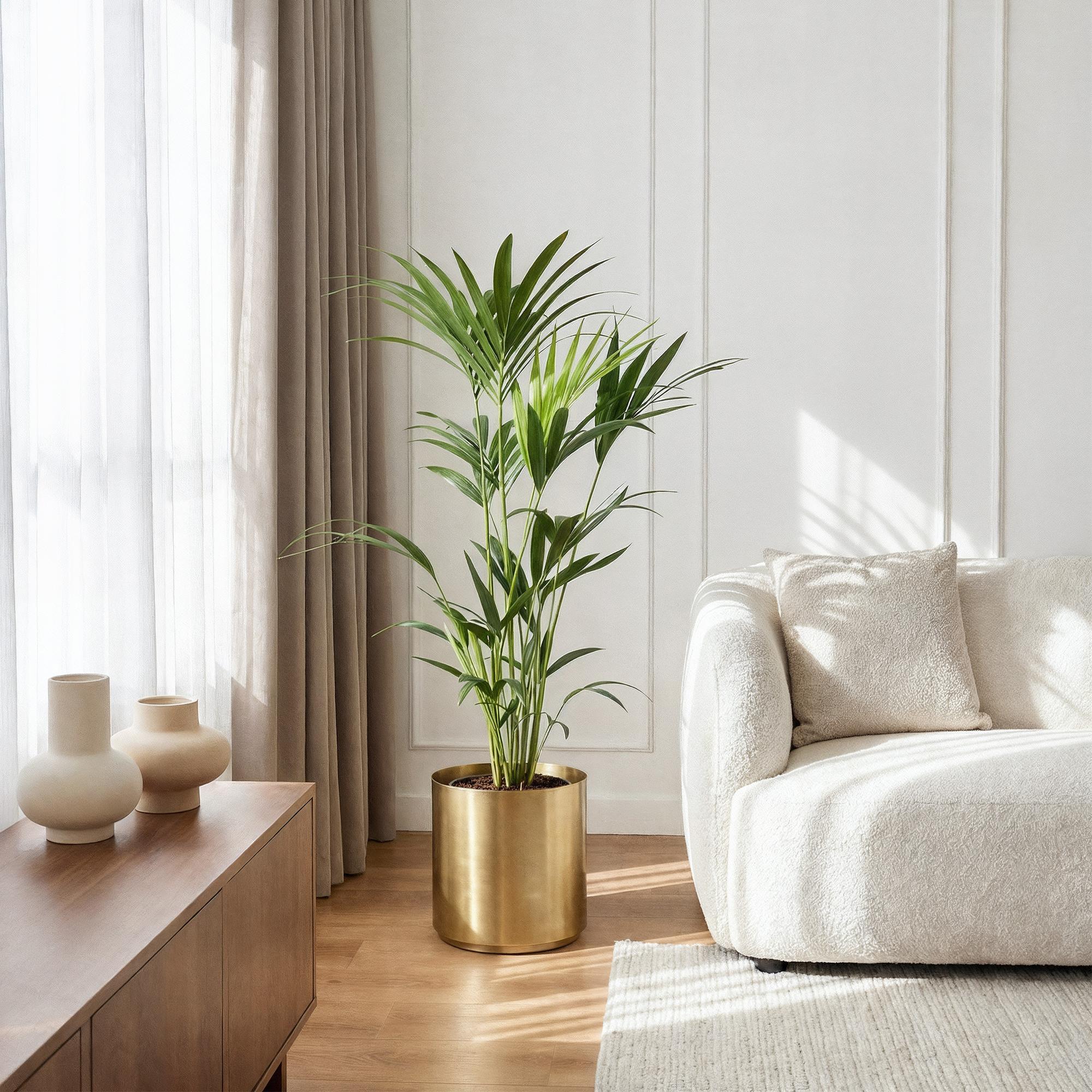 Kentia Palme 130 - 260 cm – Elegante Zimmerpalme