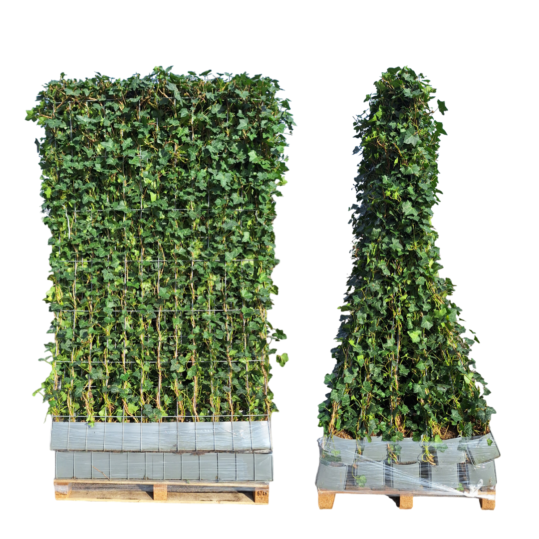 Hedera Hibernica - Efeu - Fertighecke - ↨150 cm