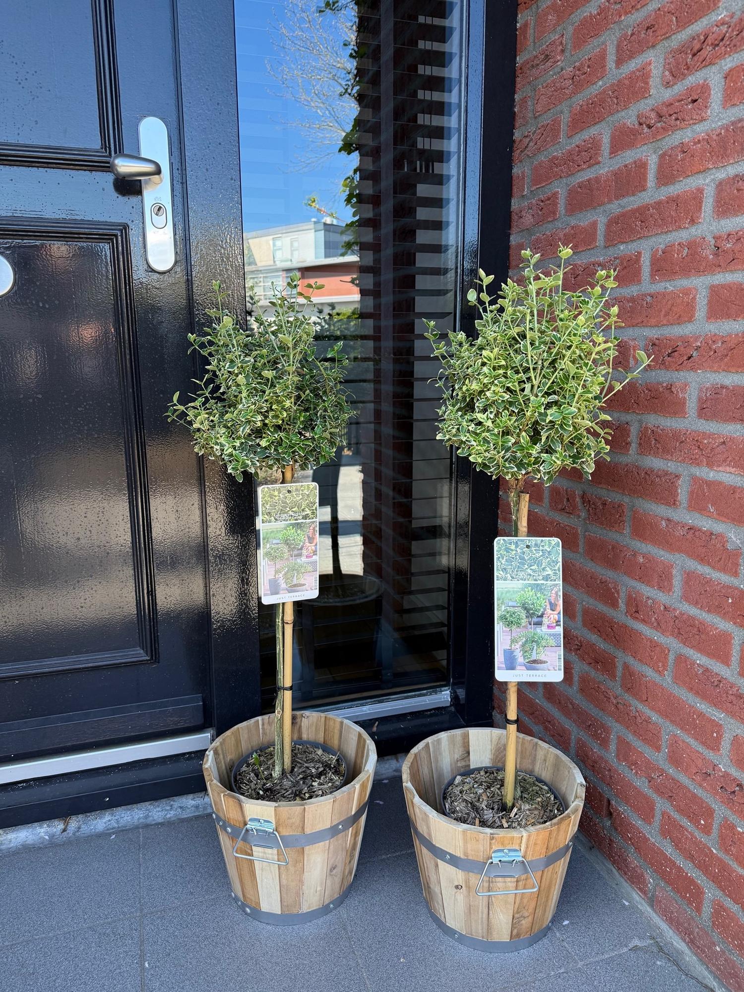 Euonymus fortunei Emerald Gaiety -Terrassenpflanze - Immergrün - Winterhart - Grün-Graues Blatt - Topf 19cm Höhe 90cm