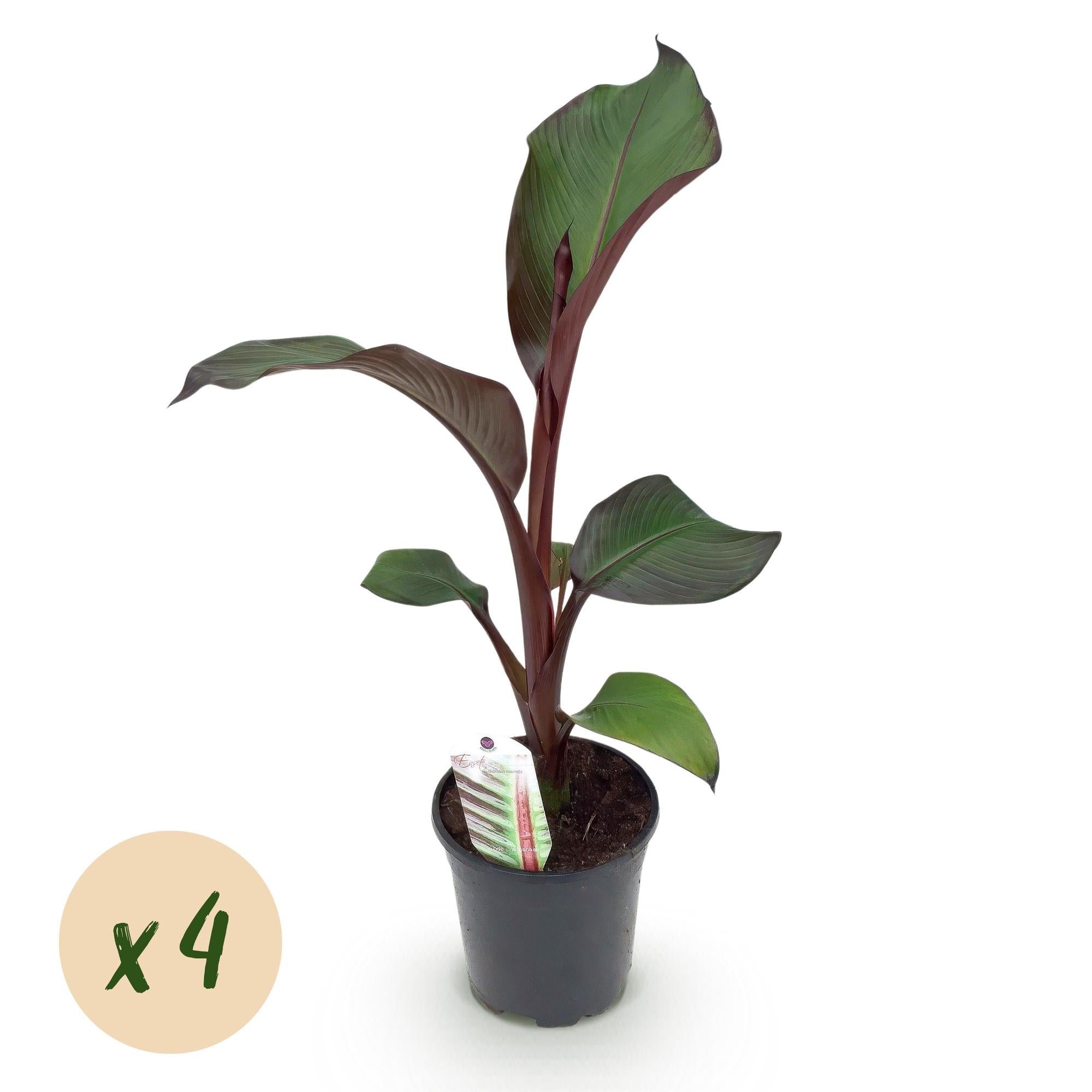 Obstpflanze - Bananenpflanze - Ensete ventricosum Maurelli - Winterhart - 4 Pflanzen - Topf 17cm Höhe 40cm