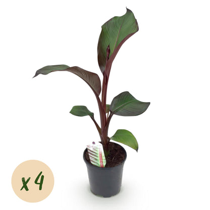 Obstpflanze - Bananenpflanze - Ensete ventricosum Maurelli - Winterhart - 4 Pflanzen - Topf 17cm Höhe 40cm
