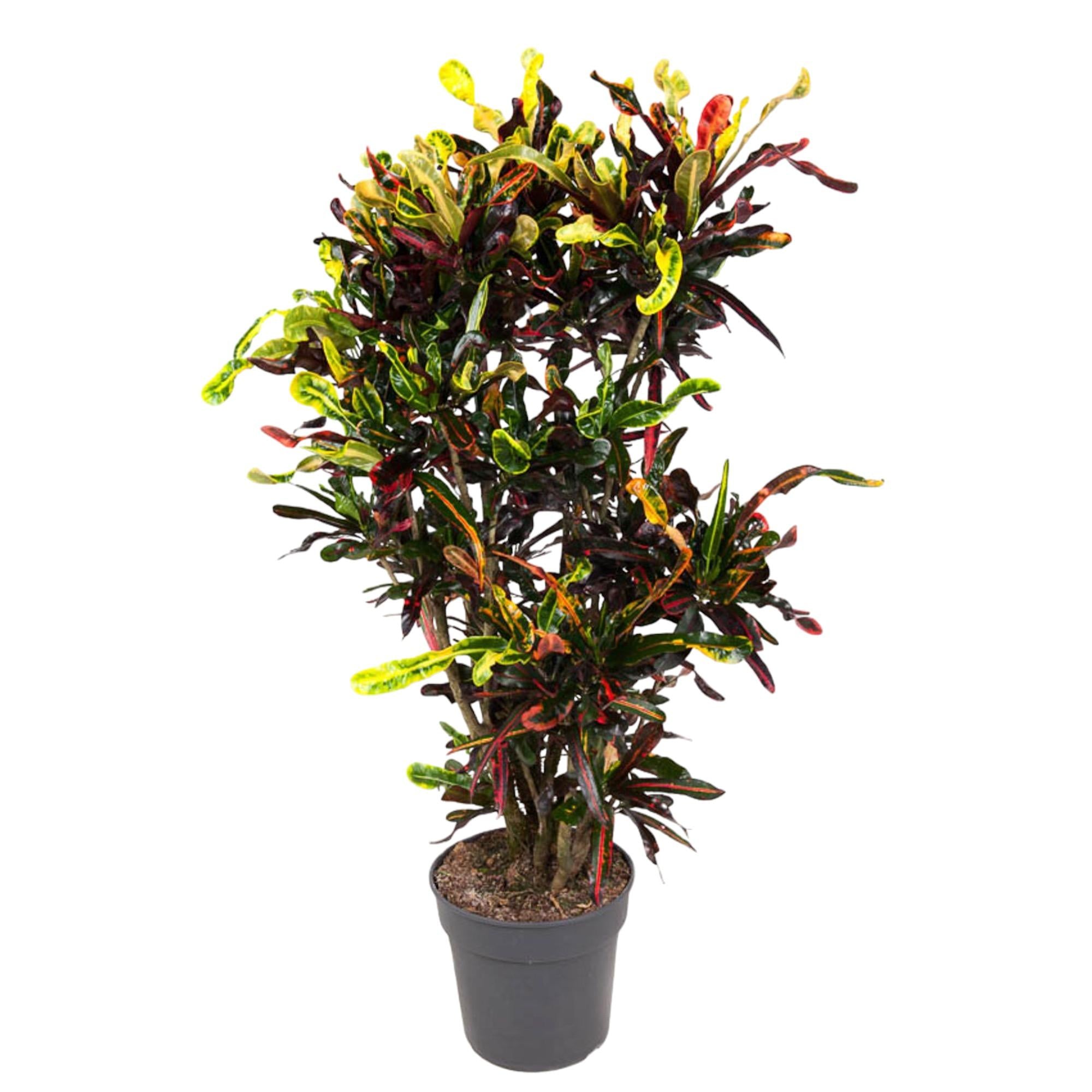 &quot;Wunderstrauch&quot; Codiaeum