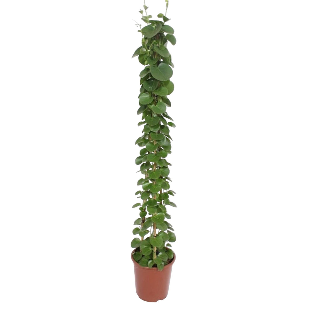 Cissus rotundifolia Pyramide 160 cm – Ø27
