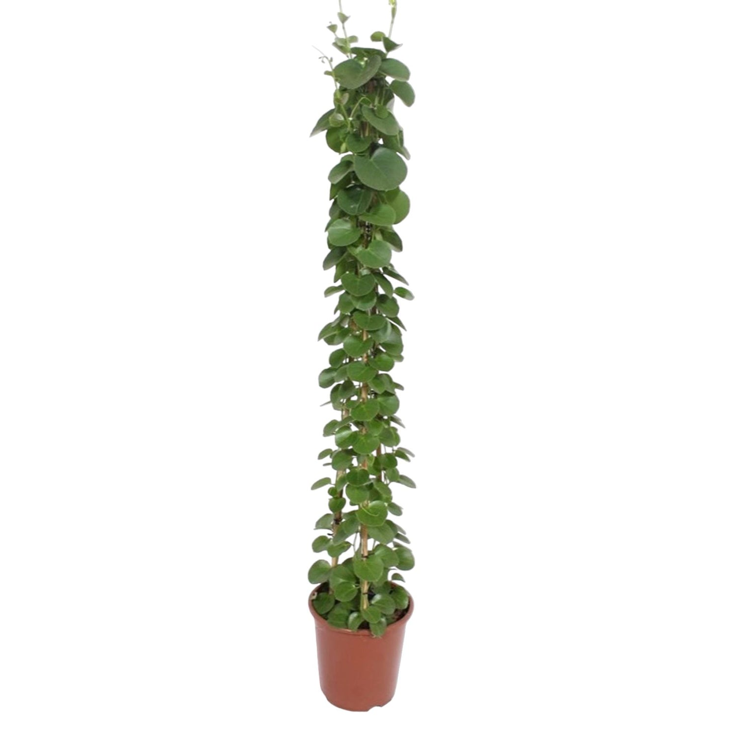 Cissus rotundifolia Pyramide 160 cm – Ø27