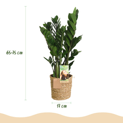 Zamioculcas mit Korb in verschiedenen Größen