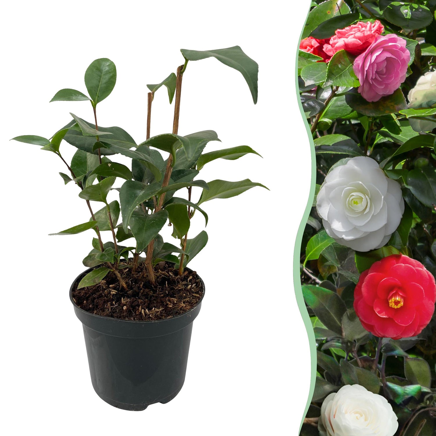 Camelia japonica Tricolour - Blüte Rosa, Weiß und Rot - 1 Pflanze - Immergrün - Topf 15cm Höhe 30cm