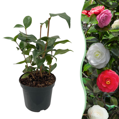 Camelia japonica Tricolour - Blüte Rosa, Weiß und Rot - 1 Pflanze - Immergrün - Topf 15cm Höhe 30cm