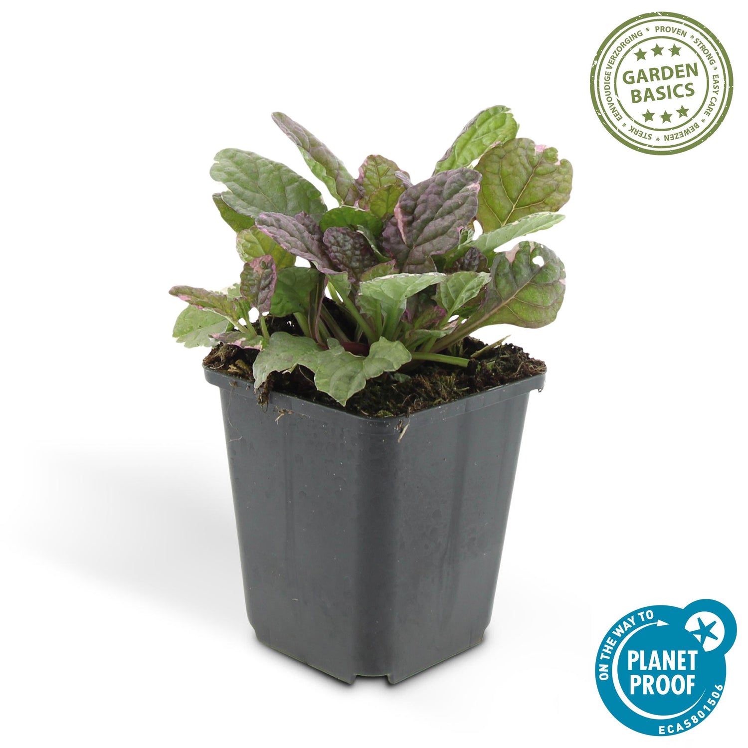 24x Ajuga reptans ‘Burgundy Glow’ – Kriechender Günsel mit buntem Laub – Höhe 10–25 cm – Ø 9 cm