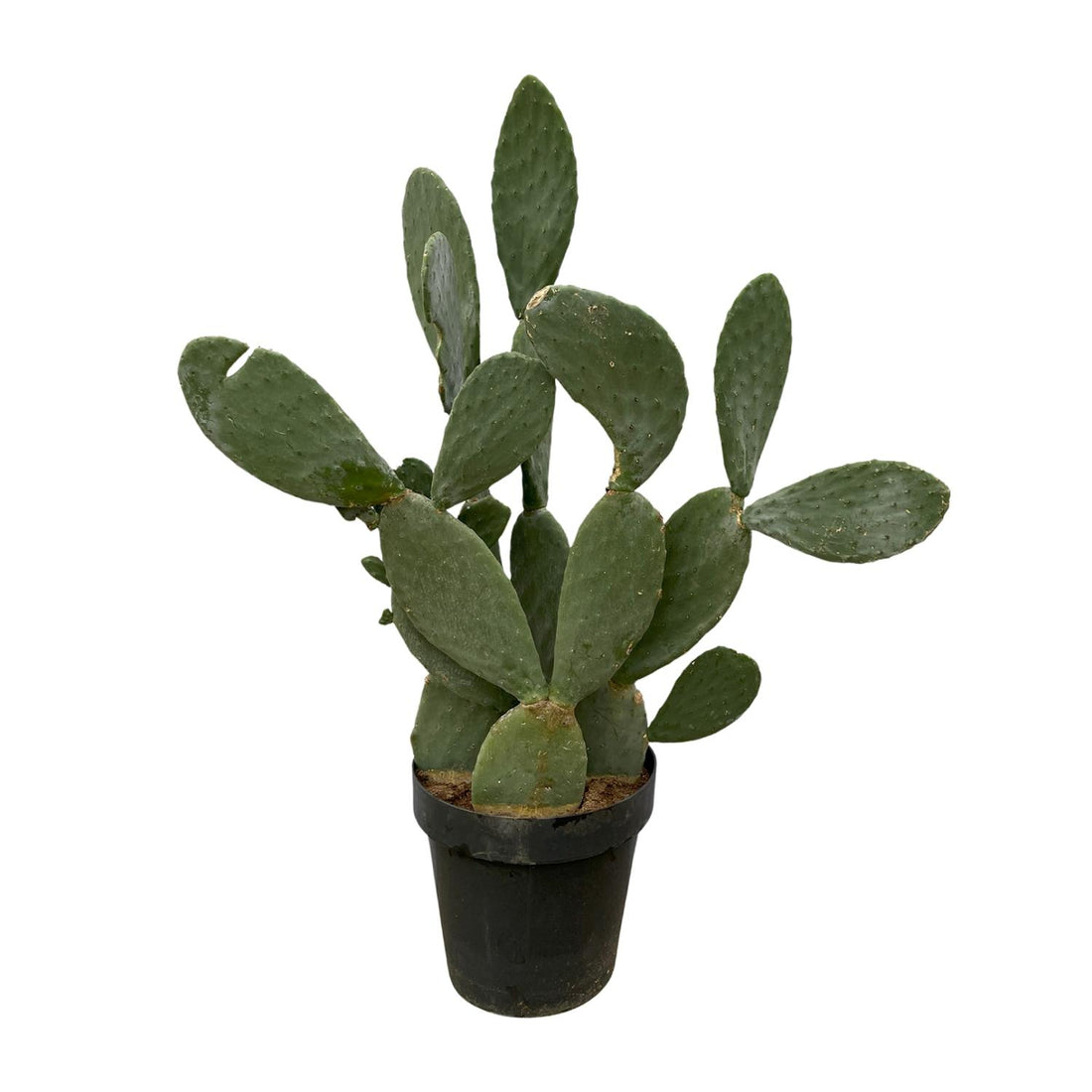 Opuntia Ficus Indica – Robuster Feigenkaktus für Sonne &amp; Garten