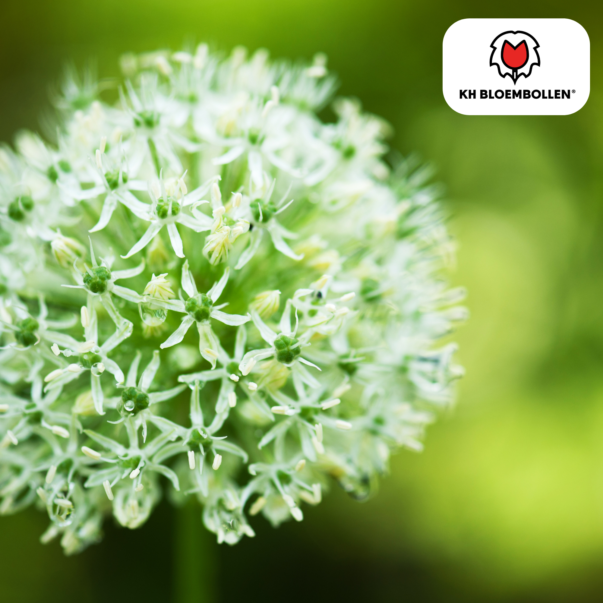 Allium White Giant – 5 Stück | Weißer Zierlauch in XL
