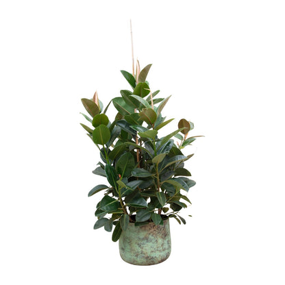 Ficus Elastica Robusta – Eleganter Gummibaum auf Stamm