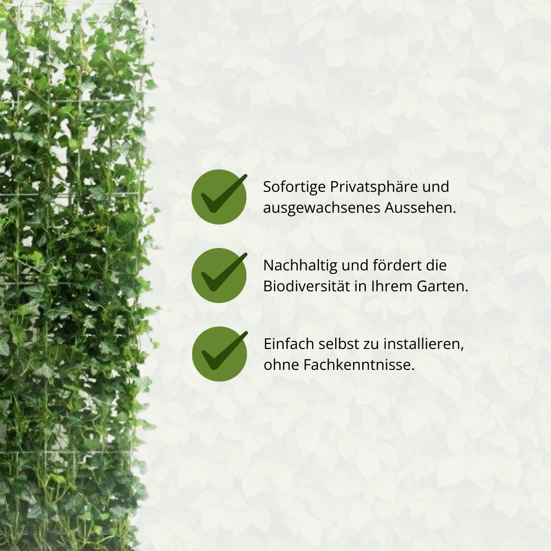 Hedera Hibernica - Efeu - Fertighecke - ↨120 cm