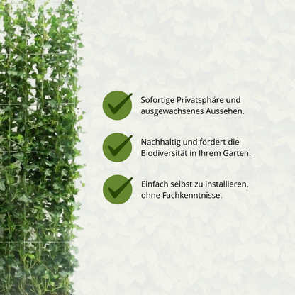 Hedera Hibernica - Efeu - Fertighecke - ↨120 cm