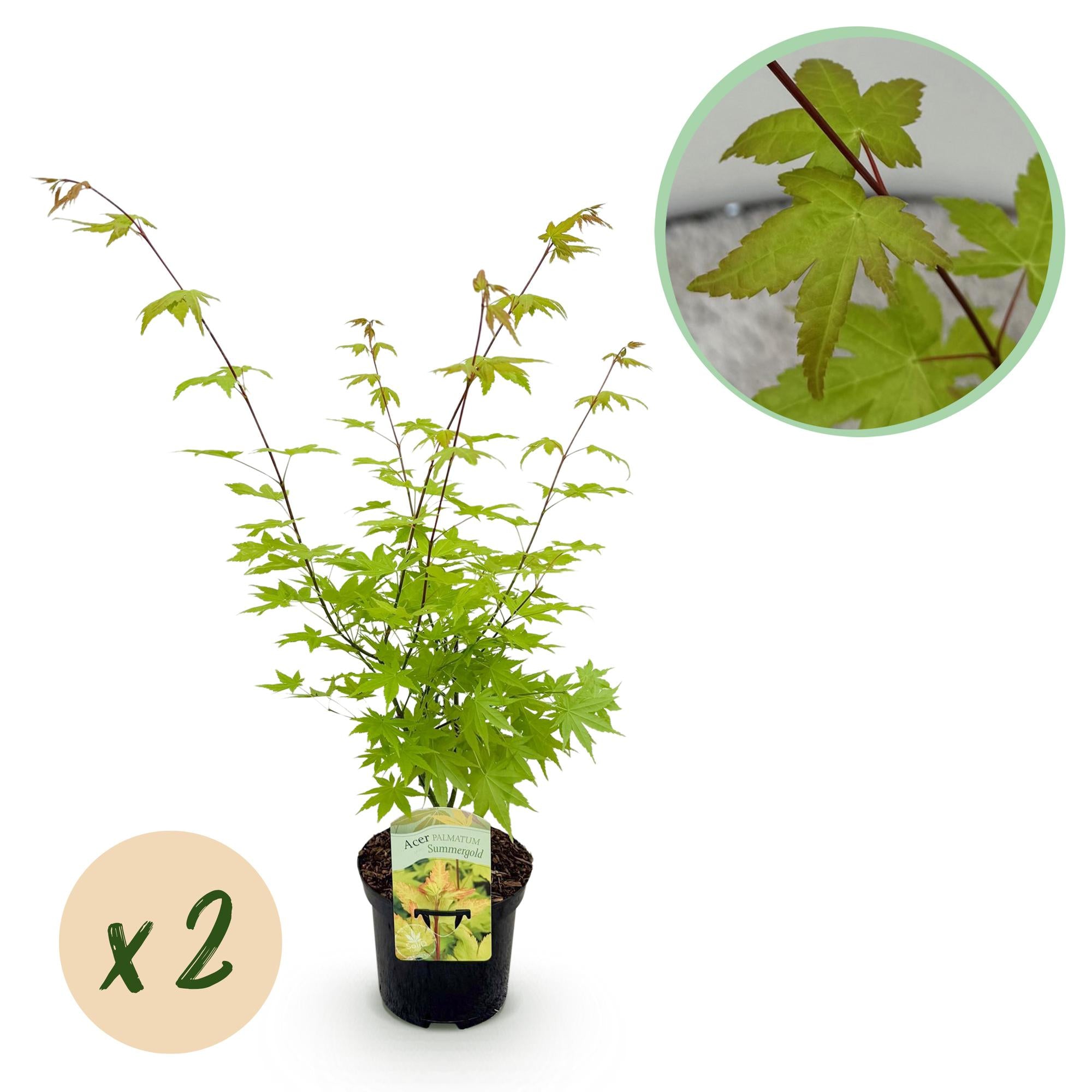 GreenboutiQ - Balkonpflanze - Japanischer Ahorn - Acer palmatum Summergold - Gelb - 2 Pflanzen - Laubabwerfend - Topf 19cm Höhe 70cm