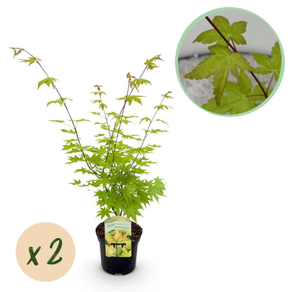 GreenboutiQ - Balkonpflanze - Japanischer Ahorn - Acer palmatum Summergold - Gelb - 2 Pflanzen - Laubabwerfend - Topf 19cm Höhe 70cm