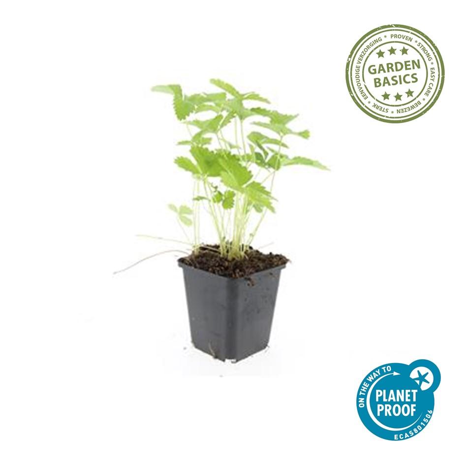 24x Fragaria vesca – Wald-Erdbeere für Garten &amp; Beet – Höhe 10–25 cm – Ø 9 cm Topf
