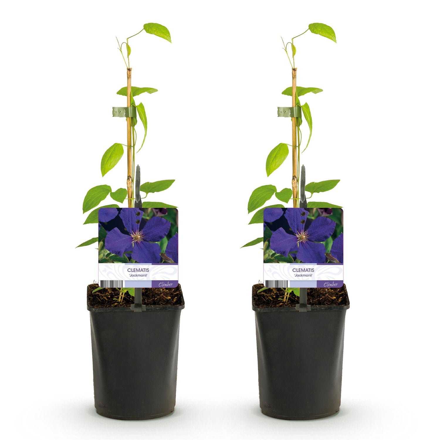 Clematis Jackmanii - Blüte Blau - Wenig Pflege - 2 Pflanzen - Topf 11cm Höhe 40cm
