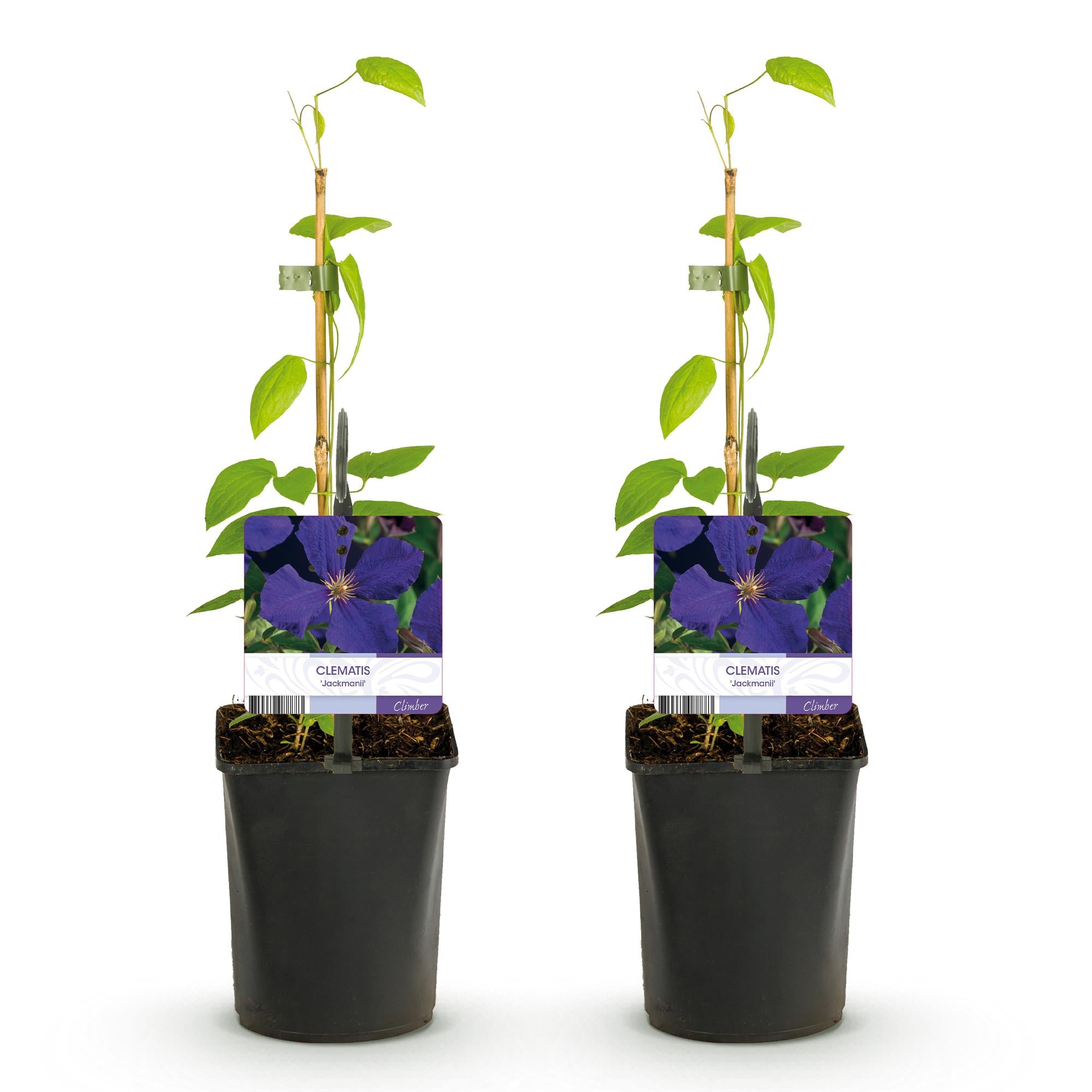 Clematis Jackmanii - Blüte Blau - Wenig Pflege - 2 Pflanzen - Topf 11cm Höhe 40cm