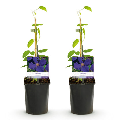 Clematis Jackmanii - Blüte Blau - Wenig Pflege - 2 Pflanzen - Topf 11cm Höhe 40cm