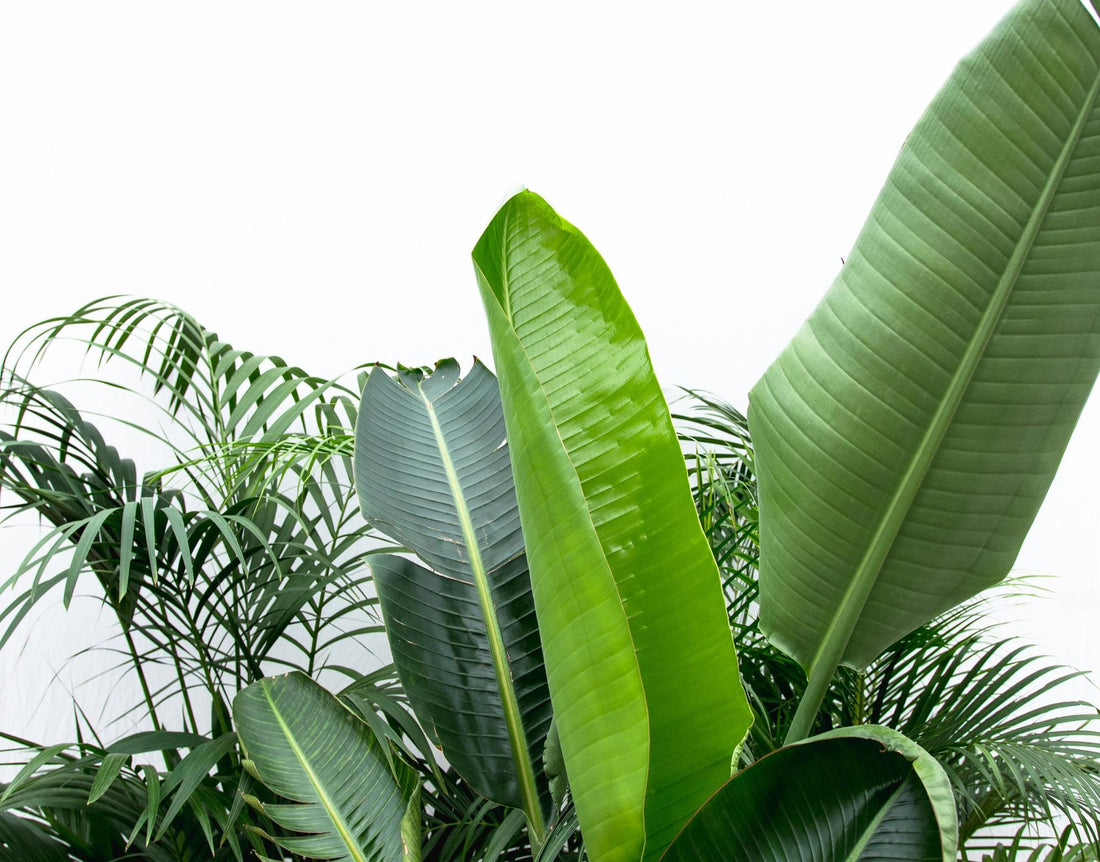 Vorteilspaket XXL: Kentia, Strelitzia &amp; Areca – Große Zimmerpflanzen