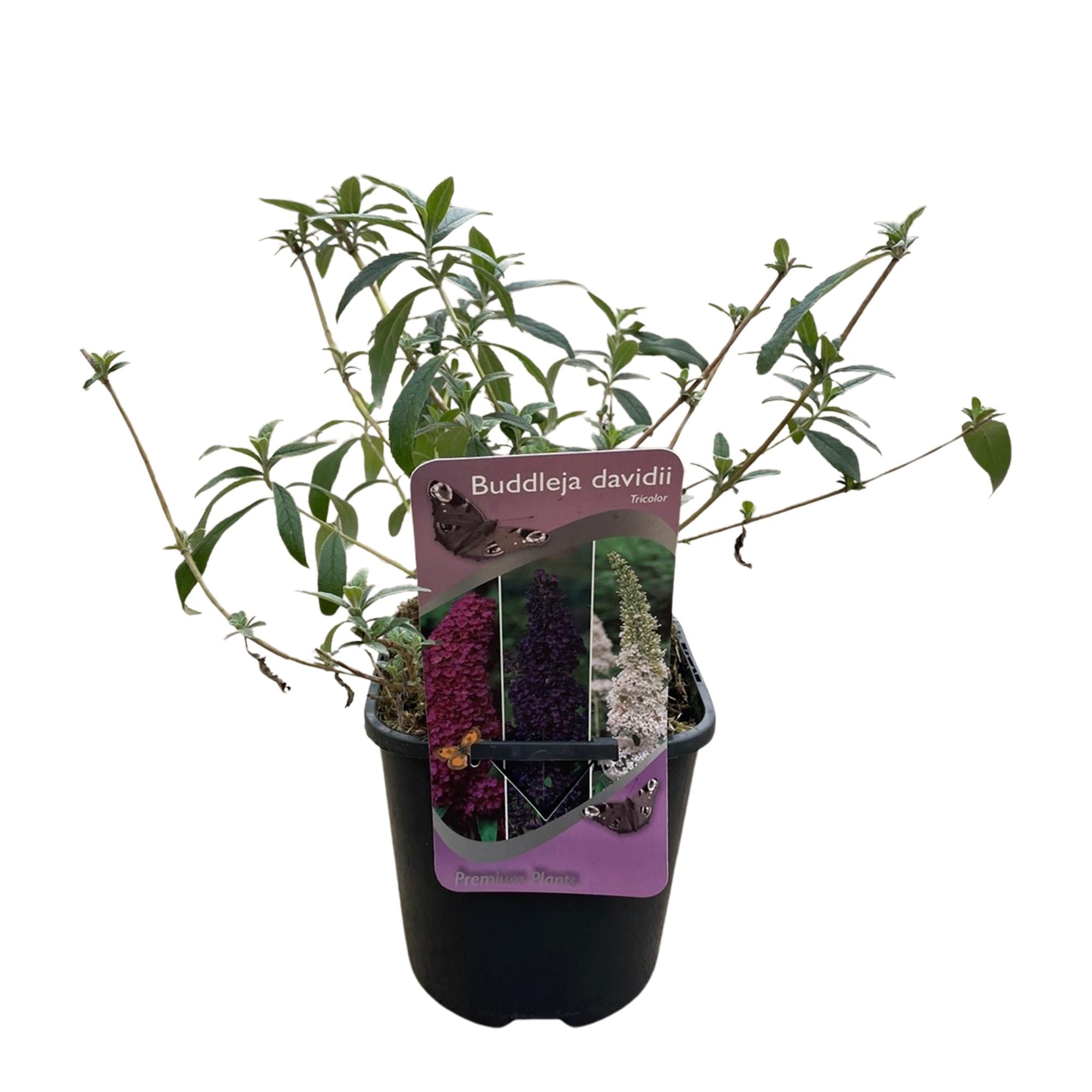 Schmetterlingsstrauch - Buddleja davidii Tricolour - Blüten Rosa, Weiß und Lila - 1 Pflanze - Laubabwerfend - Schmetterlingsanziehend - Topf 17cm Höhe 30cm