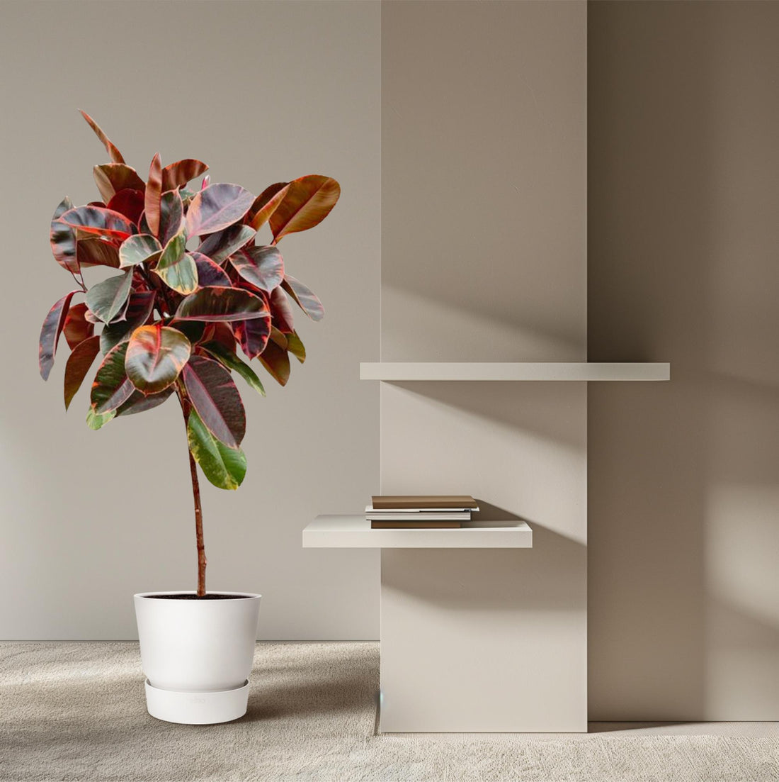 Ficus Elastica Robusta – Eleganter Gummibaum auf Stamm
