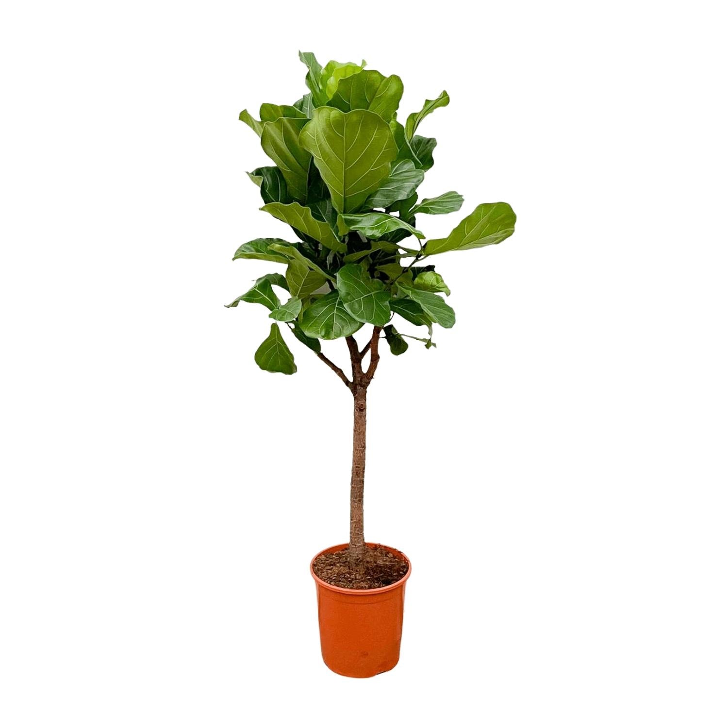 Ficus Lyrata auf Stamm 140 - 270cm kaufen – Elegante Geigenfeige für Innen