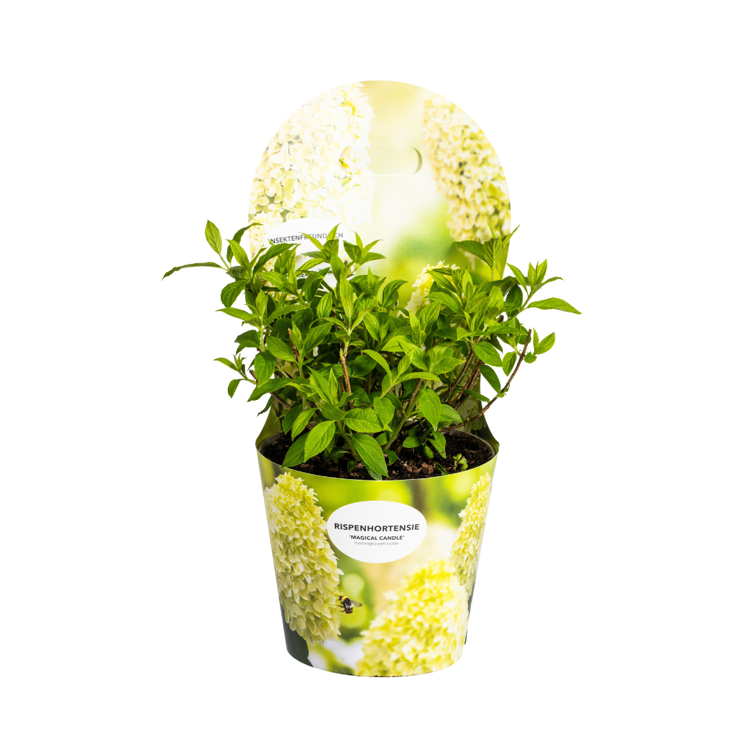 Rispenhortensie&quot; Magical Candle&quot;  Ø19cm - ↕30 - 40cm