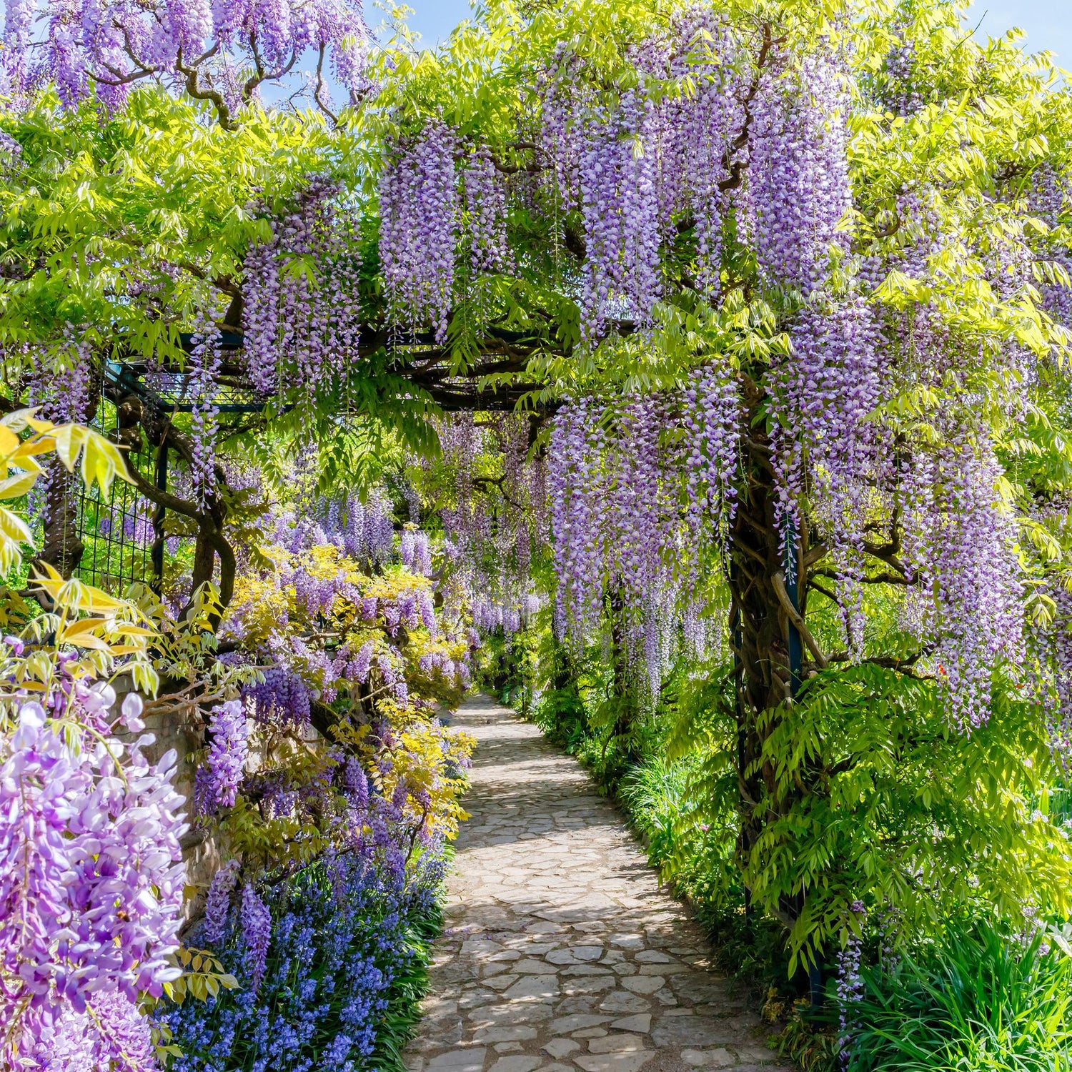 Blauregen Wisteria floribunda &