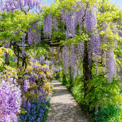 Blauregen Wisteria floribunda &