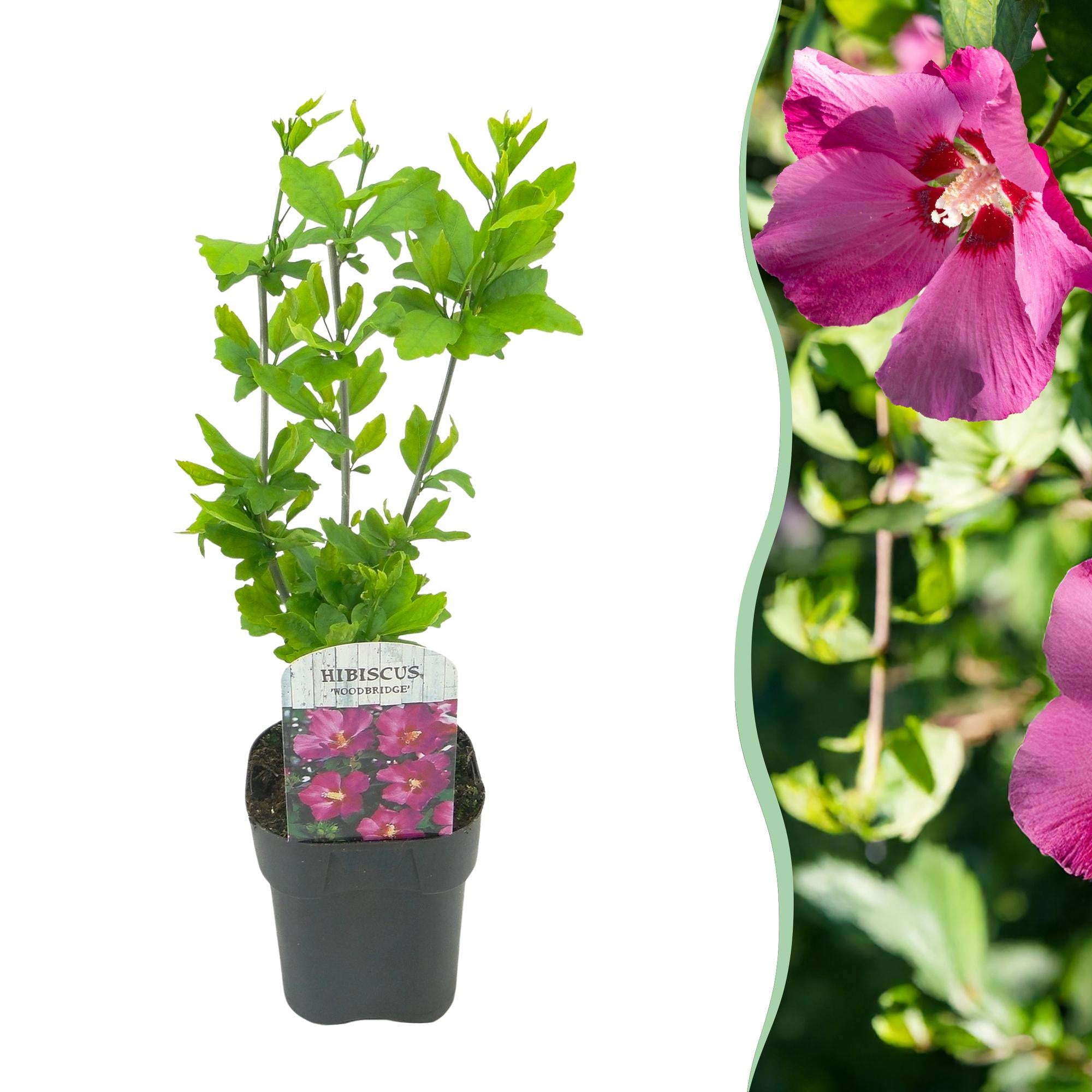 Hibiscus syriacus Woodbridge - Blüte Rosa - 1 Pflanze - Laubabwerfend - Pflegeleicht - Topf 17cm Höhe 45cm