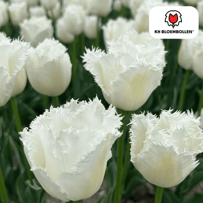 Tulpenzwiebeln Honeymoon | 20er-Pack | Weiß gefüllt