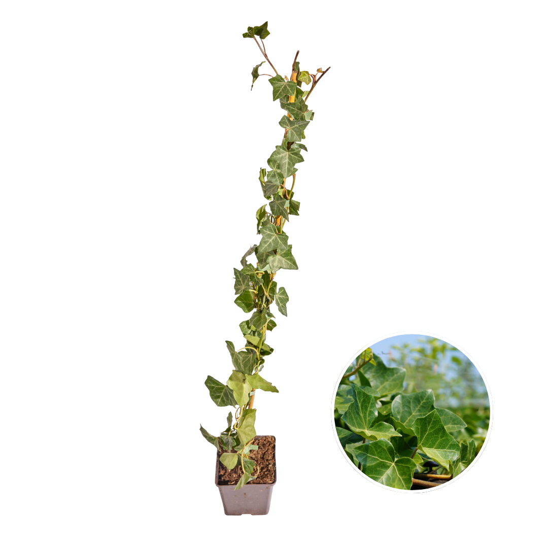 Hedera Hibernica - Efeu - gestäbt - ↨80 - 100 cm