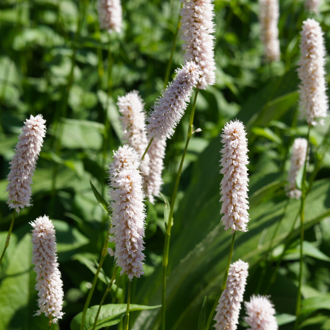 6x Persicaria bistorta &