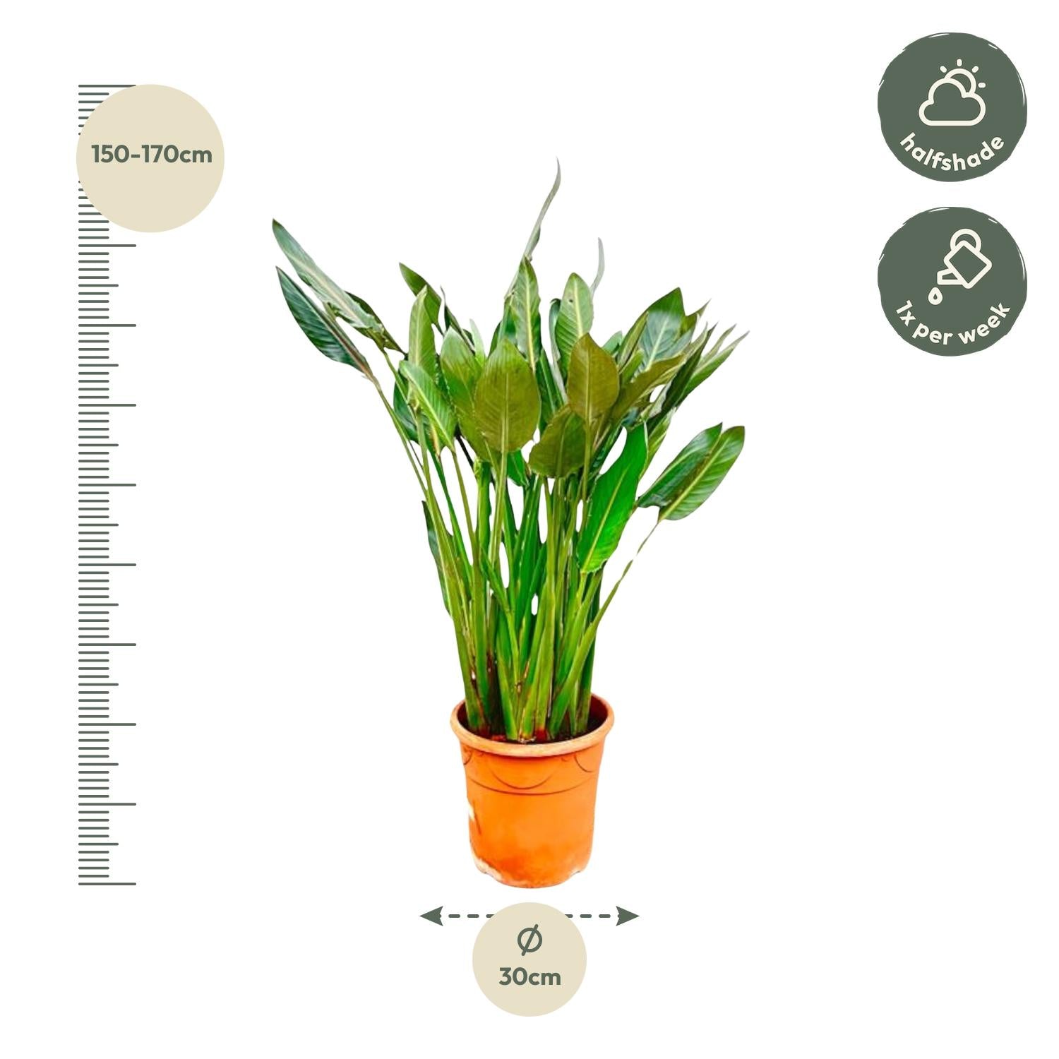 Strelitzia Reginae  – Orange Paradiesvogel für Innen &amp; Garten