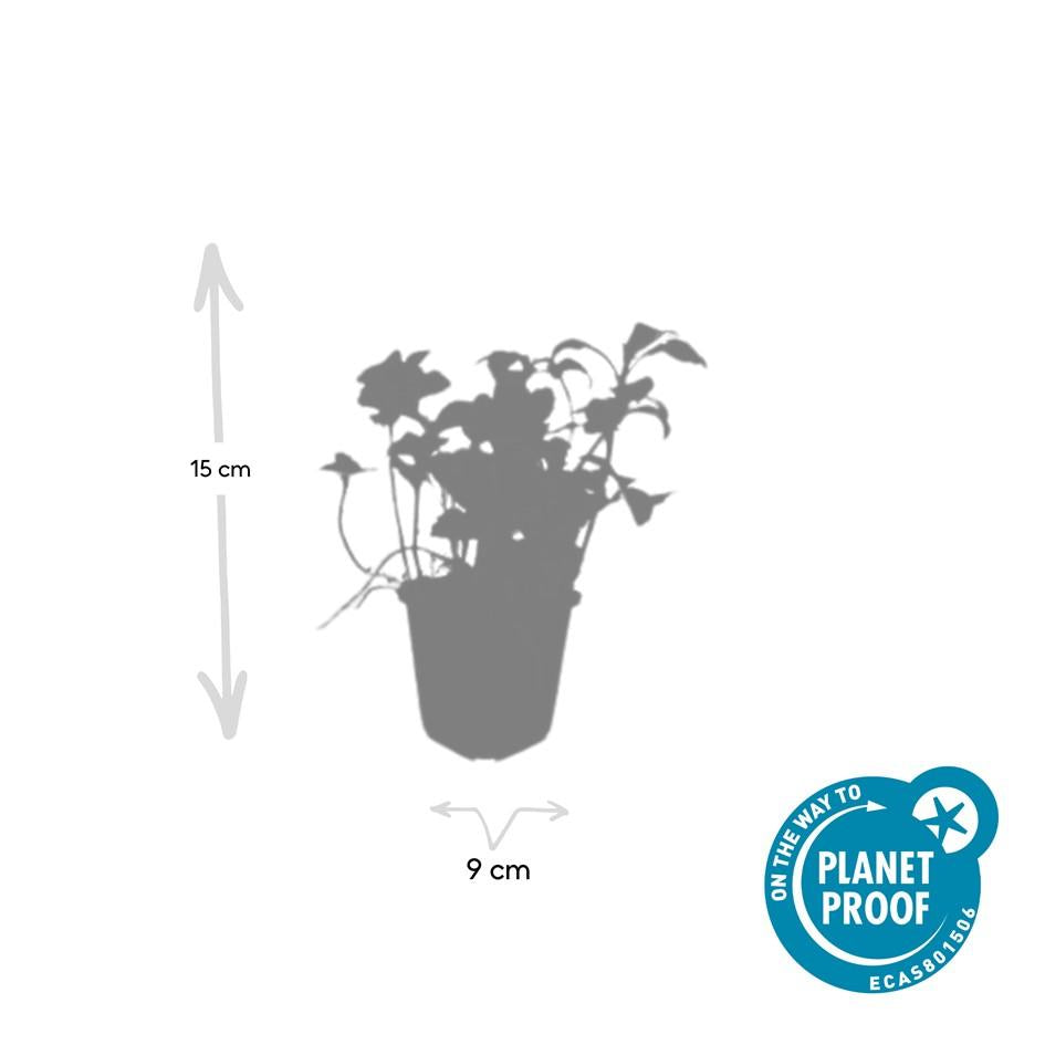 Pachysandra terminalis ‘Green Sheen’ – 24 Pflanzen, Ø 9 cm Topf, ↕ 10–25 cm – Immergrüner Bodendecker für Schattenlagen