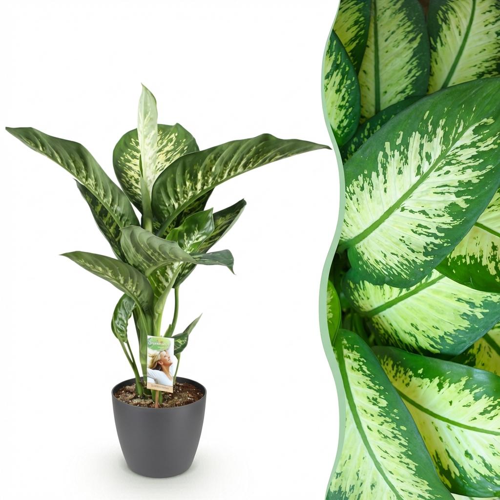 Diefenbachia Tropic Snow - Dieffenbachia mit Potter Grau und Weiß - 1 Pflanze Höhe 90-100cm