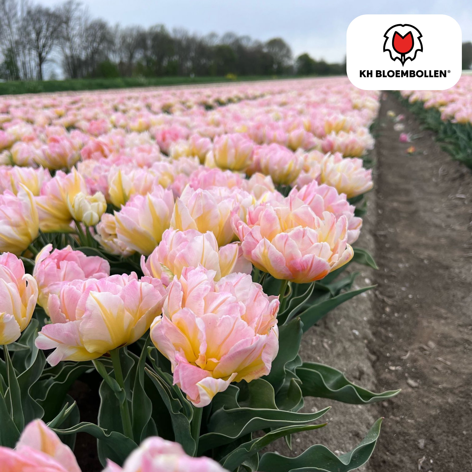 Tulpenzwiebeln Passwort – 20 Stück | Tiefrot &amp; edel