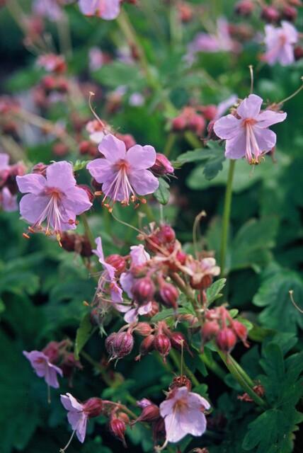 24x Geranium macrorrhizum – Immergrüner Bodendecker für Garten &amp; Hang