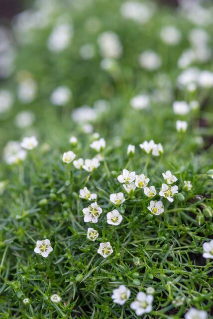 Sagina subulata – 24 Pflanzen Ø 9 cm ↕ 10–25 cm – Immergrüner, trittfester Moos-Bodendecker für sonnige &amp; halbschattige Lagen