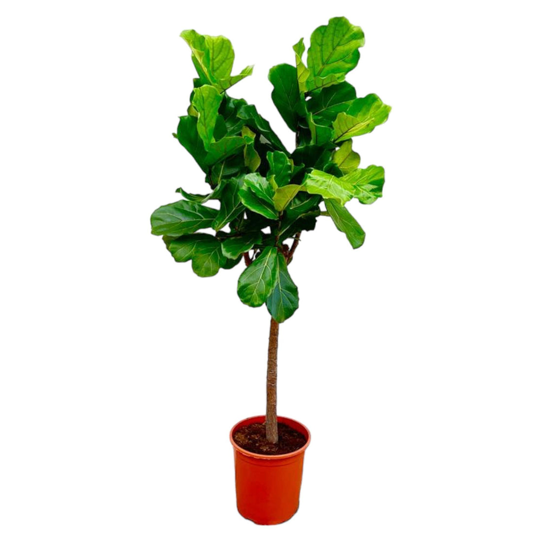 Ficus Lyrata auf Stamm 140 - 270cm kaufen – Elegante Geigenfeige für Innen